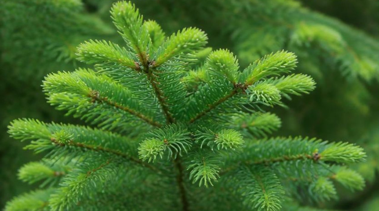 Fir needles