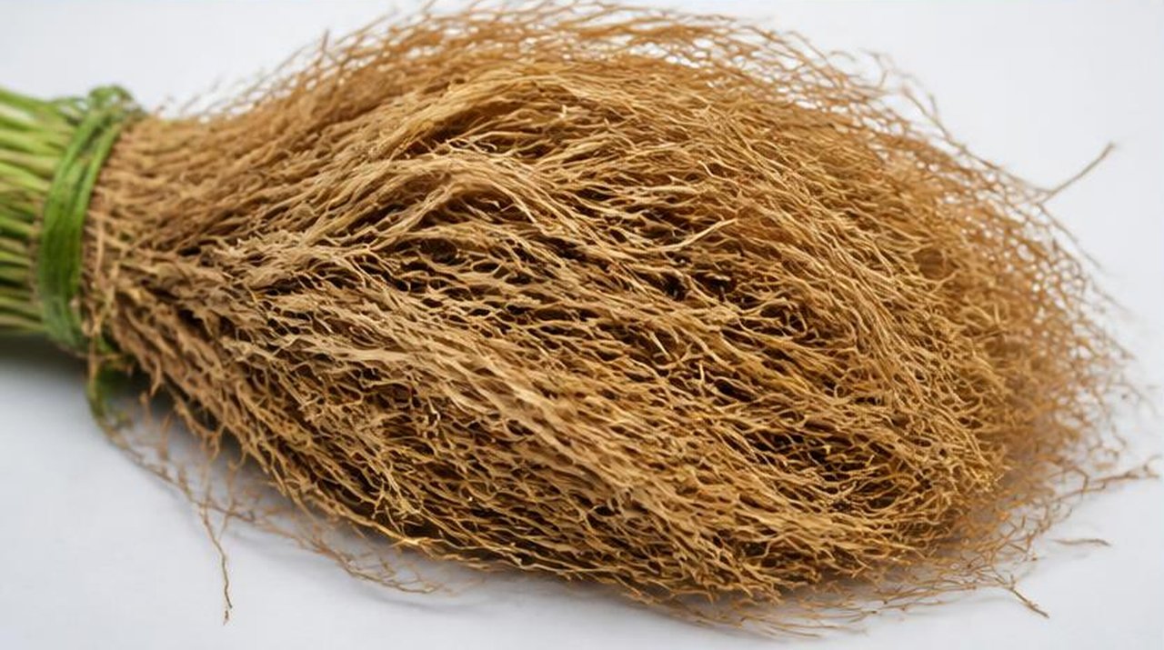 Vetiver roots